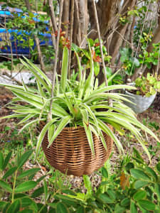 Hanging Basket Pot of Spiderplant 