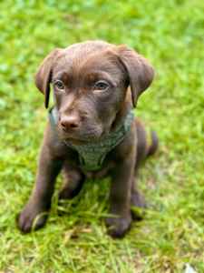 8-week-old Kelpie X Labrador | Puppy Package