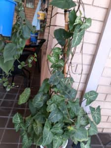 Indoors and outdoors plants