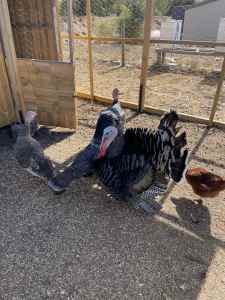 Farm Clearout-selling turkeys, geese and chickens