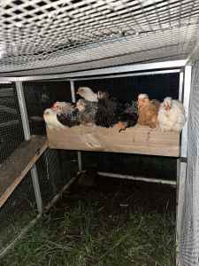 Araucana chicks for sale