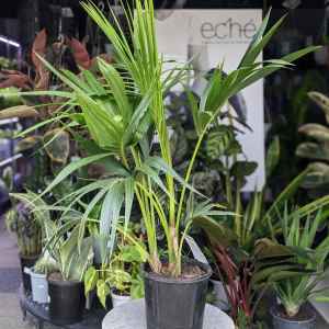 Howea Forsteriana Kentia Palm - 200mm (Goulburn Delivery Sunday)