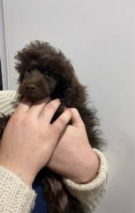 F1B Chocolate Cavoodle Puppies DNA CLEAR - ready for loving homes