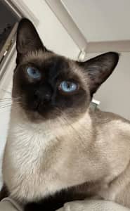 (Siamese x Tonkinese) Male Cat for Sale