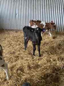 Week old dairy heifer calves