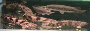 Tiger bichir freshwater moral eel and driftwood