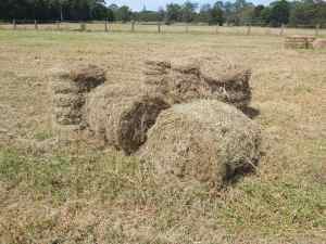 Pasture Hay Mini Round Bales
