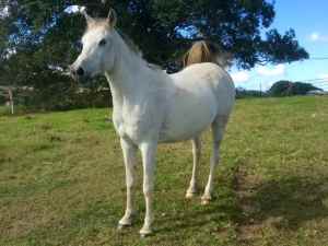 Grey Arabian mare for sale 