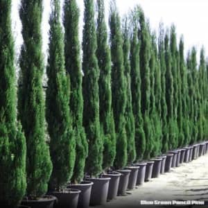 ITALIAN PENCIL PINES other GREAT PLANTS - BEST PLANTS PRICES & VARIETY
