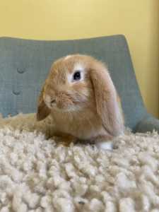 Baby Lop Bunnies for sale