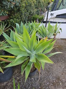 Agaves large , healthy and potted 