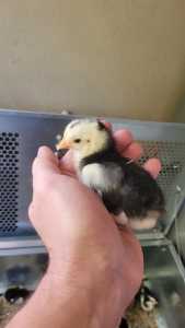 Day old Chicks/Hybrid Laying breed/Chickens