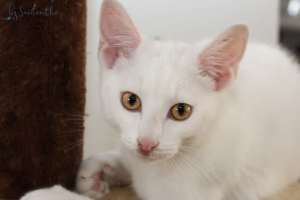 Casper rescue kitten NC1368 vetwork included!