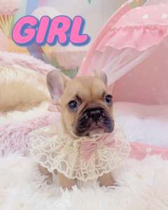 French Bulldog Purebred Puppies Available Now!