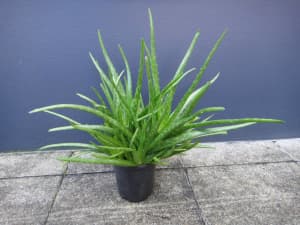 Aloe Vera Plant LARGE SIZE 52cm (height of pot incl) $25