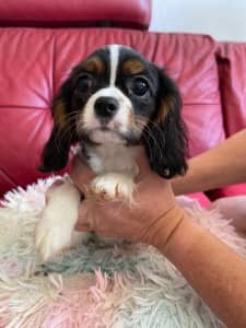 Cavalier King Charles Purebred We need great homes now!!!