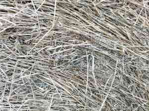 Large Rounds Lucerne Hay 5 x 4 Mulch Flower/Vege Gardens & Fruit Trees