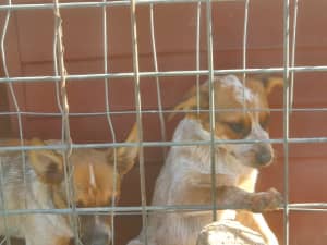 Red cattle dog pups (purebred) ONLY 1 LEFT