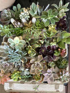 Stater pack succulents 40 cuttings $35
