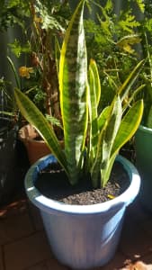 Mother in Law's Tongue - Sansevieria trifasciata