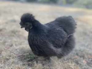 Rooster silky bantam Pom Pom, hand raised quirky tame, chook, chicken