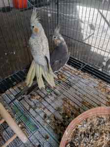 Parrots for sale in breathing boxes