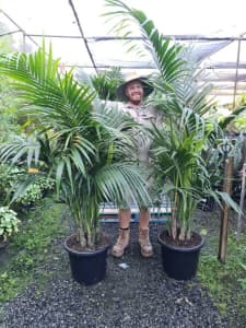 Kentia palm INDOOR PALM INDOOR PLANT gold coast NURSERY SALE