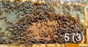 VERY Strong Bee Hive starter colonies