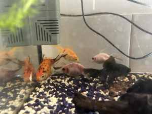 5 fantail goldfish