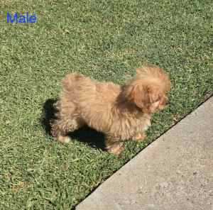 Toy ruby red cavoodle male puppies