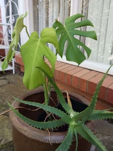 Monsteria plant