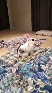 FREE bunny rabbit female - Bungy