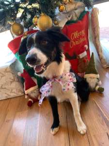Sweet loving Border Collie looking for perfect home
