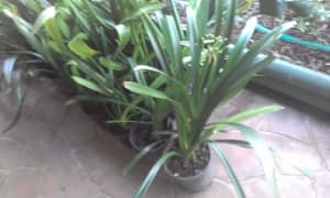 Potted Clivia plants. 