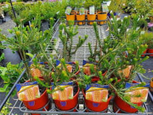 Banksia Australia Native Plants in 140mm Pots Absolute Quality Mudgeeraba Gold Coast South Preview