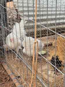 chicken pullets for sale, sorry sold
