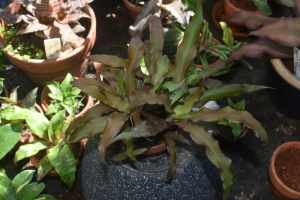 Earth Star // Cryptanthus Acaulis Clump in Terracotta Pot