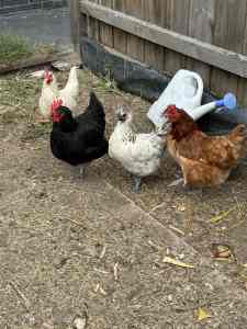 4 Chickens for sale