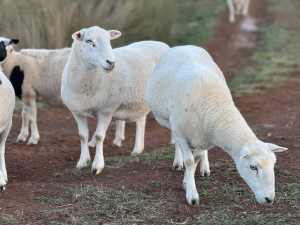 Reduced Young Ewes x 10 in lamb $80 wiltipole and Dorper