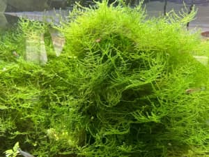 Java Moss For Sale