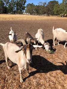 Goats for sale - Middle Swan WA