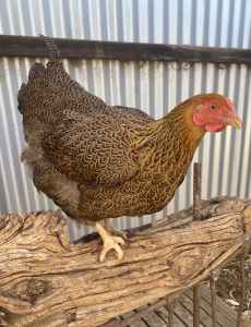 Wyandotte Partridge Standard Breed Chickens