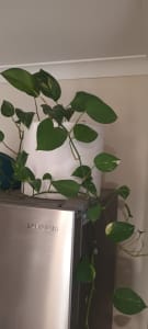 Indoor Plant in Ceramic Self Watering Pot