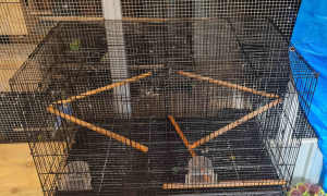 Bird cages for sale 