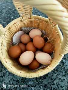 Fertile eggs in chester hill 