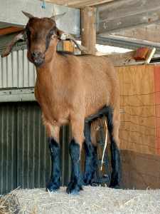 Australian Miniature X Goat Pair