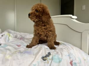 DNA Tested Purebred Toy Poodle Puppies 🐩