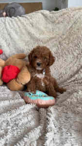 F1B Toy Cavoodle puppies DNA clear READY NOW