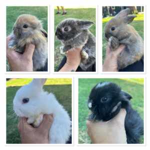 Gorgeous Baby Lop Bunnies
