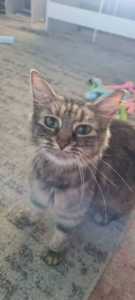 Millie - Perth Animal Rescue Inc vet work cat/kitten
